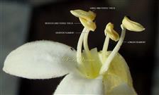  Stamens